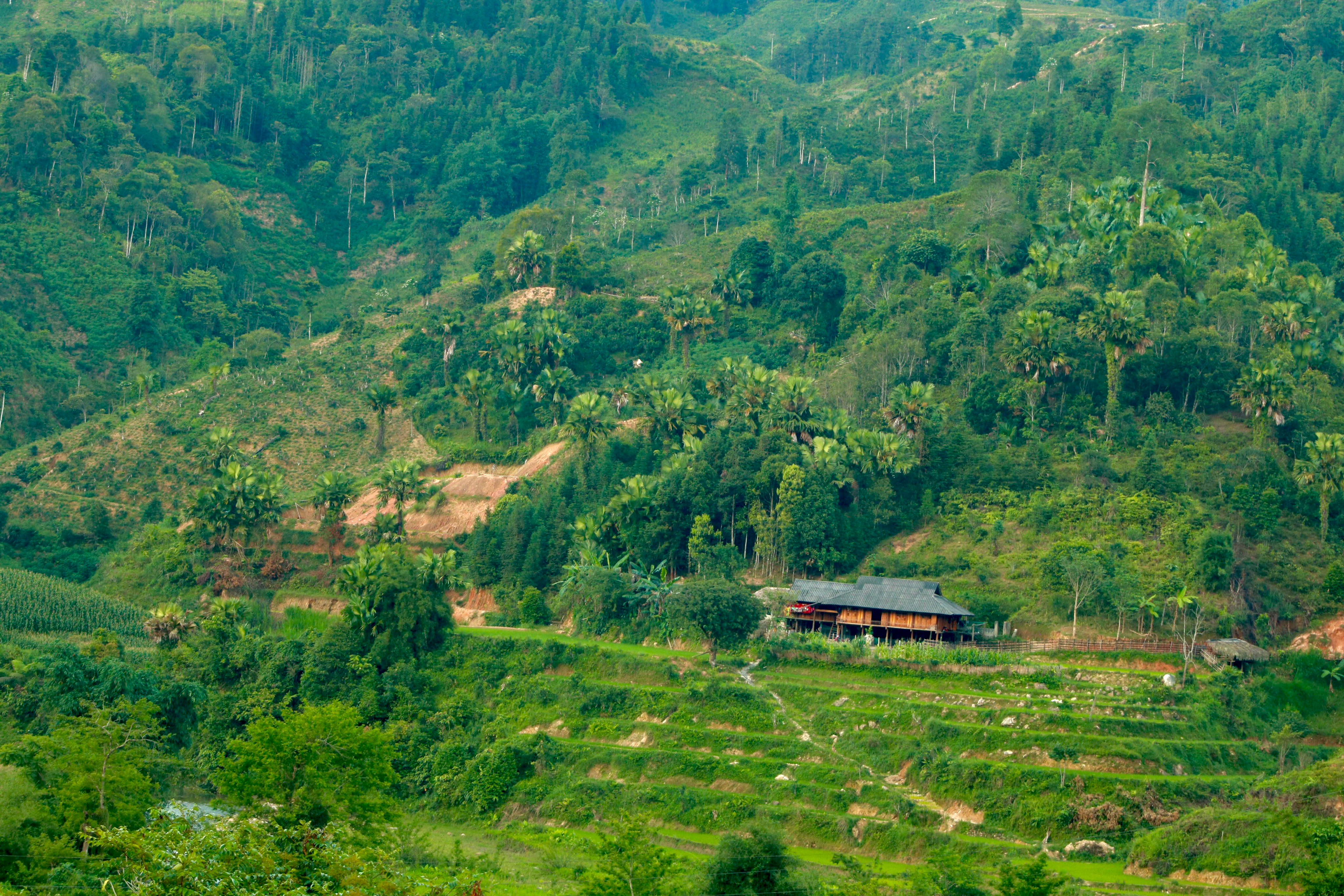 Terraced hills in northwestern Vietnam