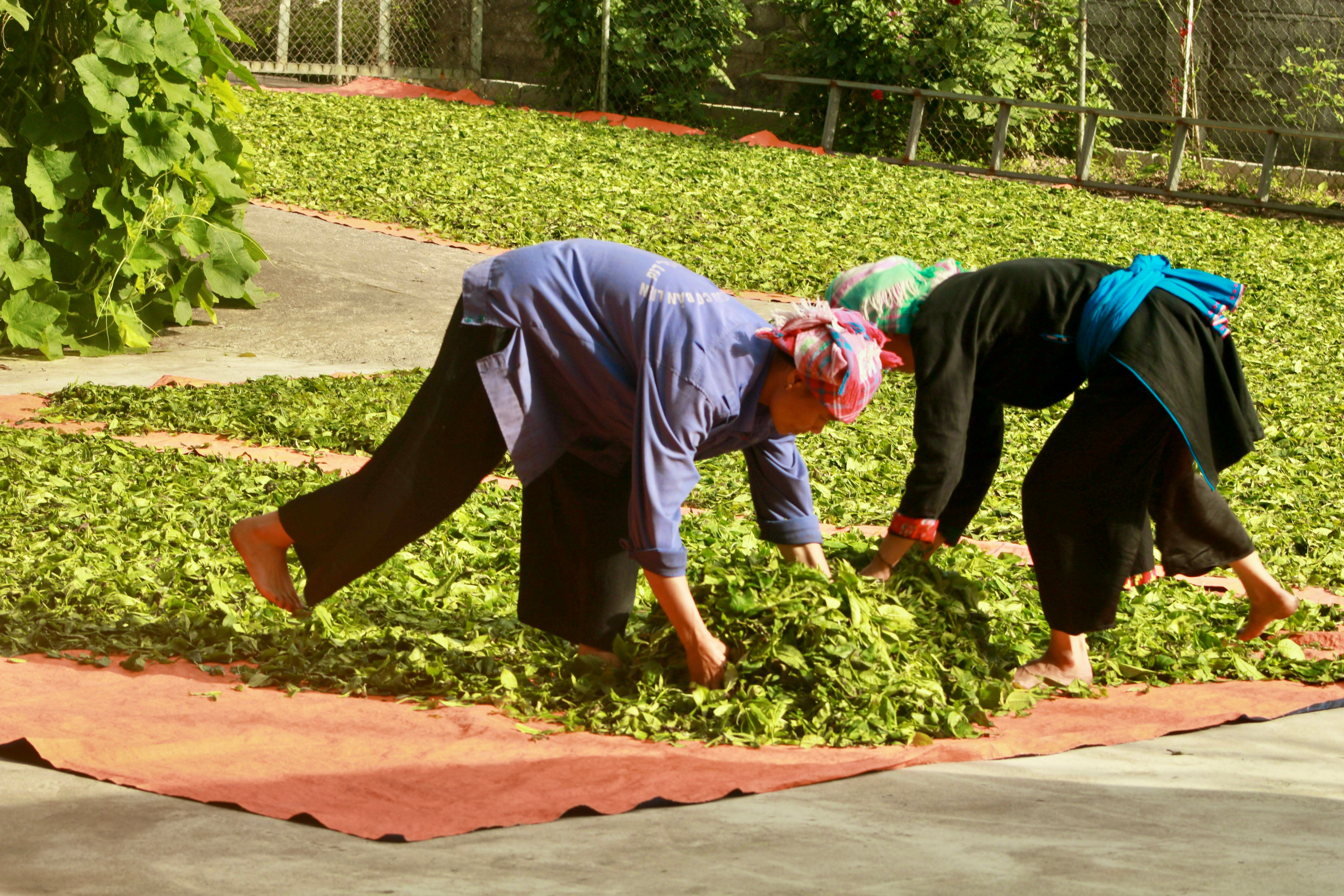 Drying tea leaves by hand
